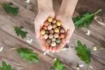 Blossombs Seed Bombs - Conjunto de mini prendas - Festa (4 peças) - Ofereça uma flor de uma forma diferente