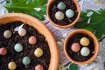 Blossombs Seed Bombs - Conjunto de mini prendas - Festa (4 peças) - Ofereça uma flor de uma forma diferente