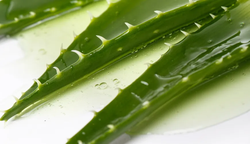 Como processar aloe vera e aproveitar seus benefícios naturais