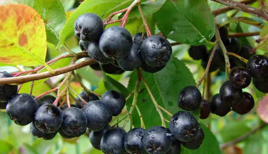 Quando a aronia pode causar efeitos indesejados na saúde?