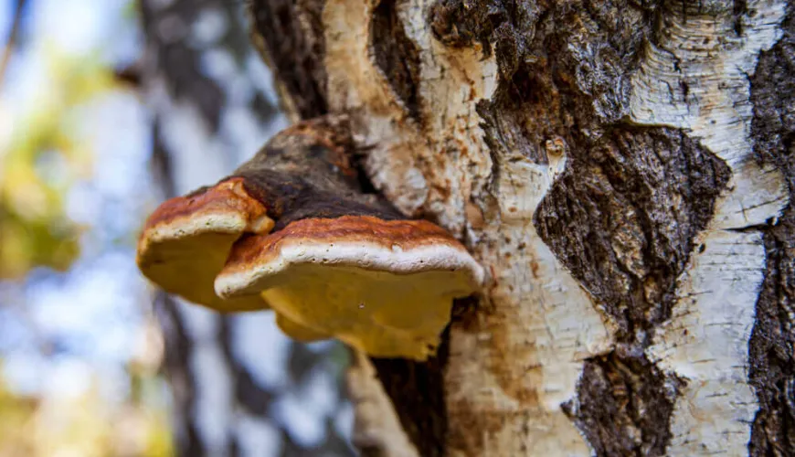 Chaga oferece proteção natural contra o estresse e o envelhecimento