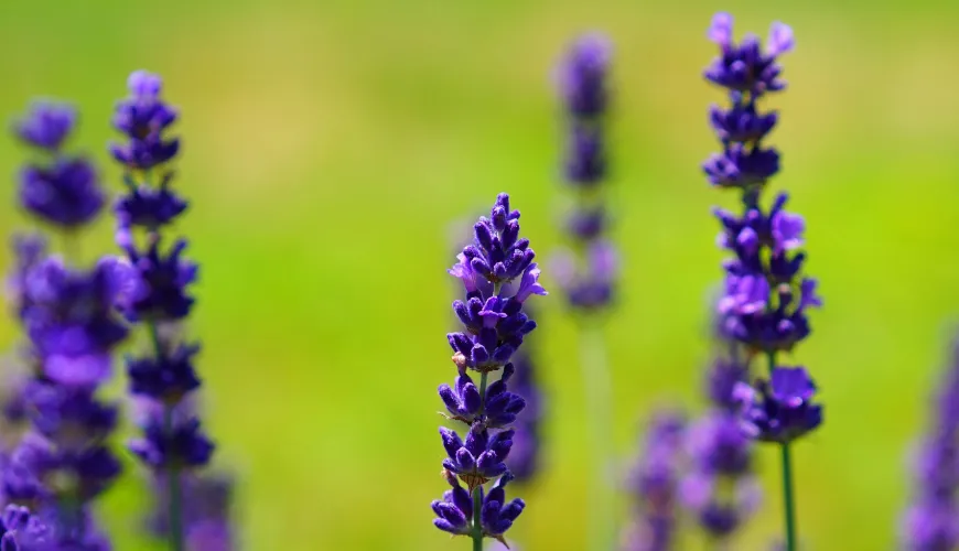 O xarope de violeta é uma delícia natural cheia de sabor e saúde