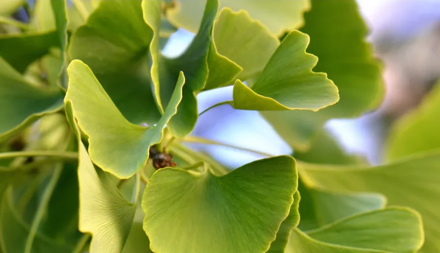 Ginkgo biloba - ajuda eficaz na hipertensão arterial