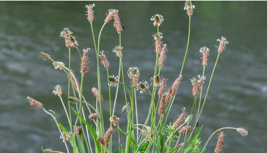 Descubra os efeitos do plantago para a saúde de toda a sua família