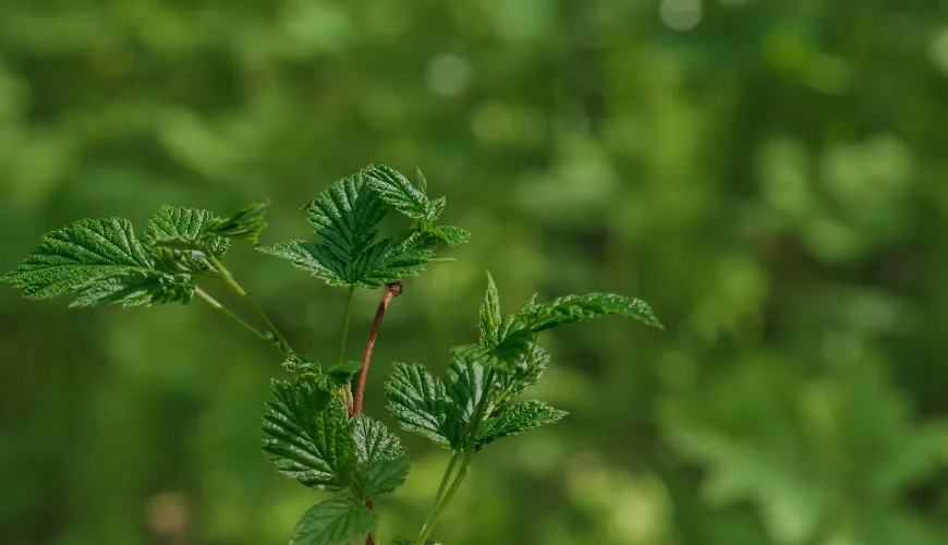 Como a urtiga traz saúde e beleza naturais