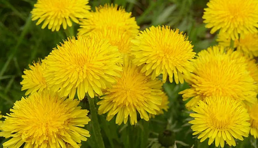 Melhore sua saúde com raiz de dente-de-leão