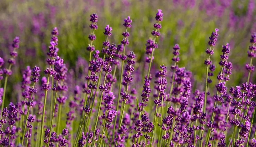 Como a lavanda ajuda a lidar com o estresse e melhorar o humor