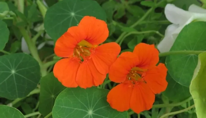 Efeitos naturais da capuchinha em gotas