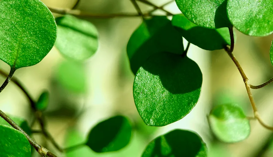 Por que você deve incluir a moringa em sua dieta