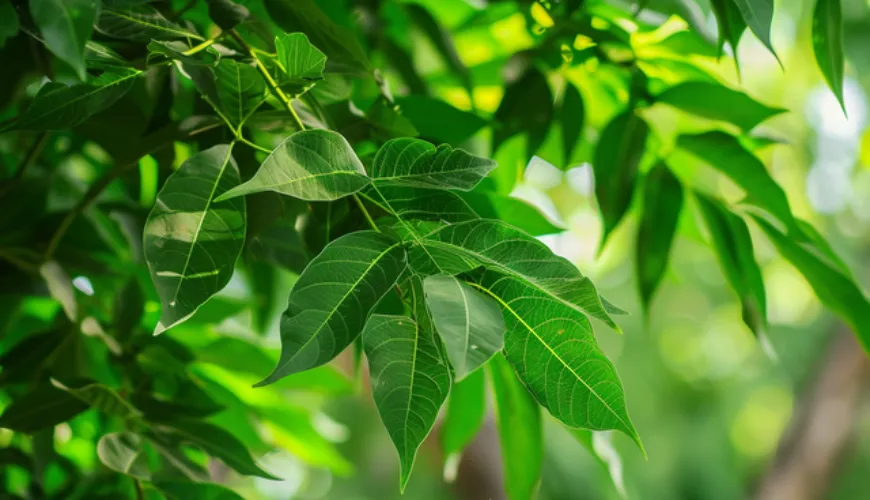 O Segredo do Neem na Medicina Tradicional e no Mundo Moderno