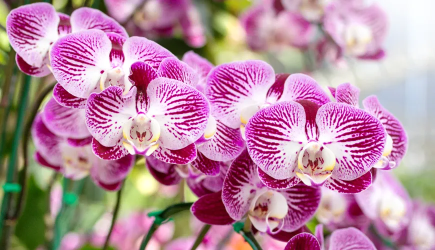 # Jak a kdy správně přesazovat orchideje

Přesazování orchidejí je důležitý krok k udržení zdravého 