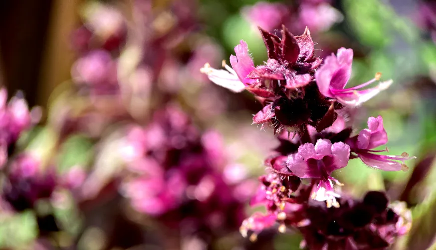 Como cheira o patchouli e por que conquistou o coração dos mestres perfumistas