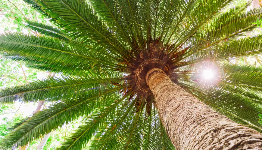 A produção de óleo de palma destrói as florestas tropicais e os animais