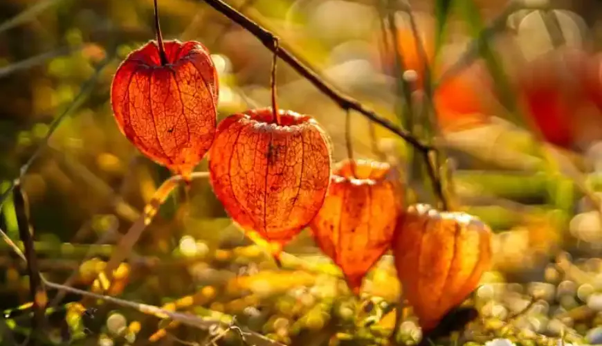 Physalis é uma fruta que surpreende tanto pelo sabor quanto pelos efeitos