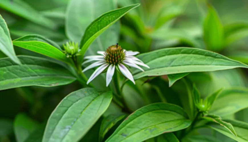 Os efeitos do andrographis paniculata merecem sua atenção