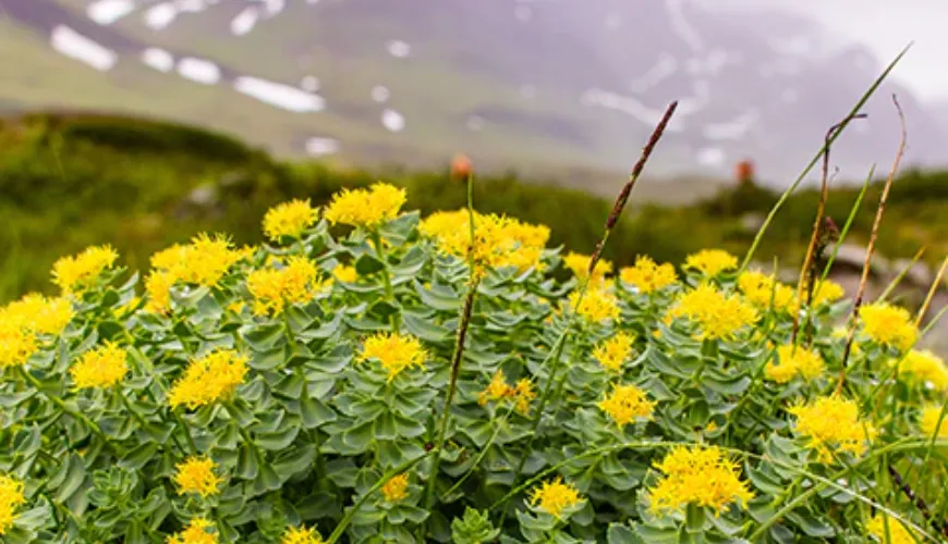 Os efeitos da rhodiola aumentam o desempenho mental e a concentração