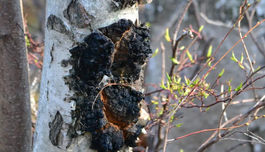 Chaga siberiana e seus efeitos na sua saúde e vitalidade