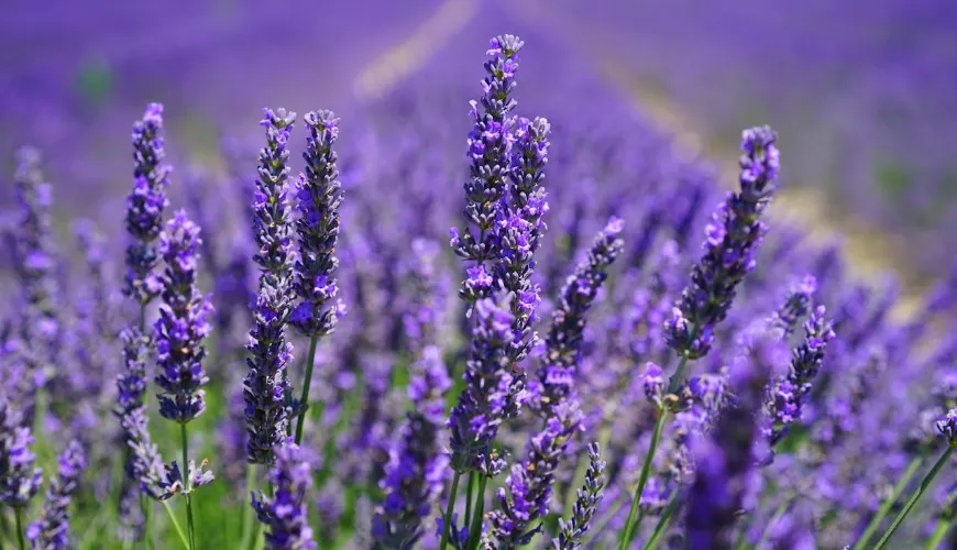 Como conservar a lavanda secando-a para todo o ano