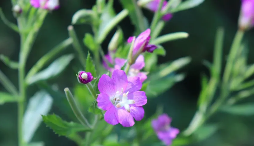 Apoie sua saúde com a Epilóbio de Flores Pequenas