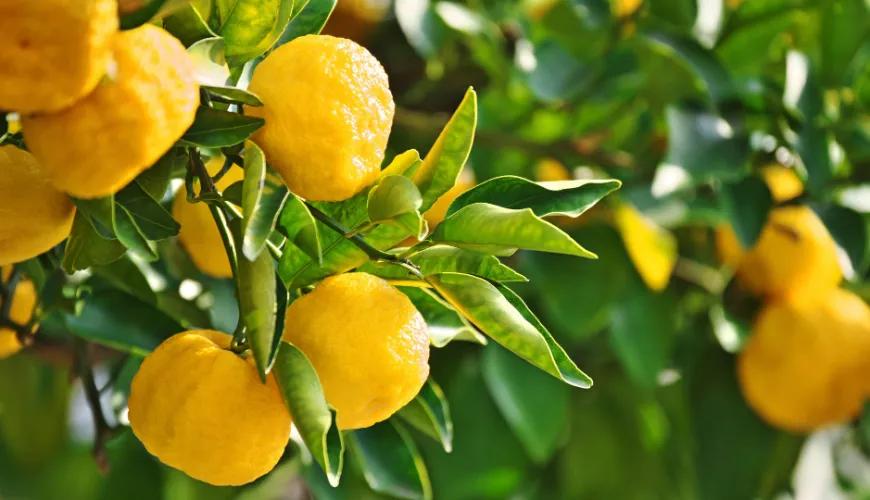 O milagre natural do yuzu e seus benefícios para a saúde